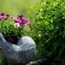 Garten und Blumen im Topf