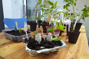 Ableger und Setzlinge bei der Pflanzentauschbörse