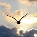 Vogel fliegt in die Wolken am Himmel