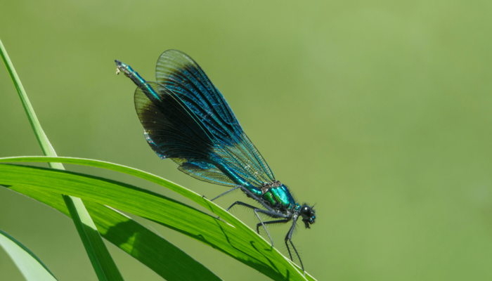 Foto von einer Libelle (die Gebänderte Prachtlibelle)