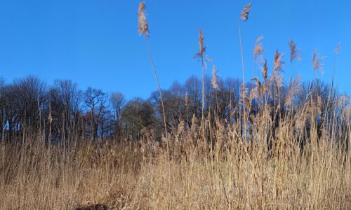 Wiese aud hohem, trockenen Gras mit blauem Himmel