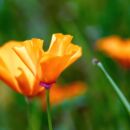 Blumen