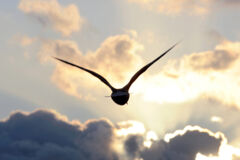 Vogel fliegt in die Wolken am Himmel