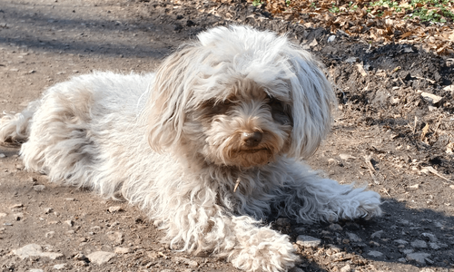 Lesehund Wandsbek