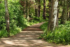 Wald Niendorfer Gehege