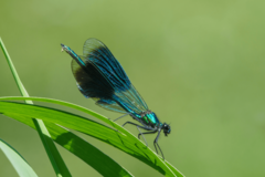 Foto von einer Libelle (die Gebänderte Prachtlibelle)