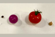 Verschiedene runde Gegenstände, z.B- Tomate und andere