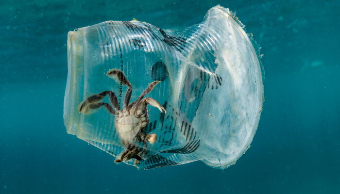 gefangene Krabbe in einem schwimmenden Plastikbecher
