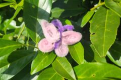 Gebastelter Schmetterling