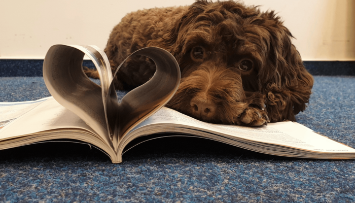 Ein brauner Hund liegt auf einem aufgeschlagenen Buch.