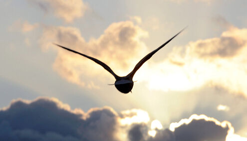 Vogel fliegt in die Wolken am Himmel