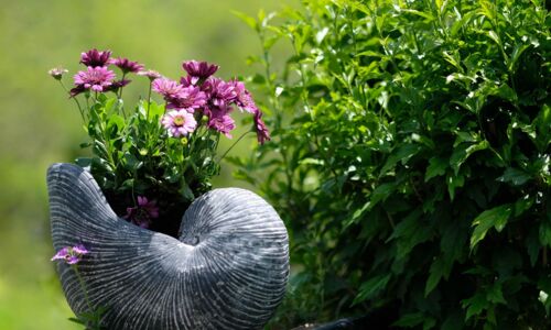 Garten und Blumen im Topf