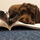 Ein brauner Hund liegt auf einem aufgeschlagenen Buch.