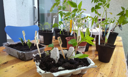 Ableger und Setzlinge bei der Pflanzentauschbörse