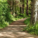 Wald Niendorfer Gehege