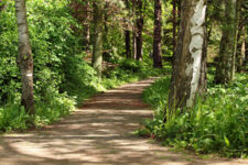 Wald Niendorfer Gehege
