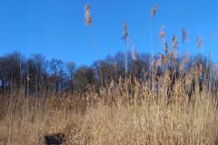 Wiese aud hohem, trockenen Gras mit blauem Himmel