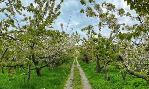 Wiese mit blühenden Obstbäumen und Feldweg