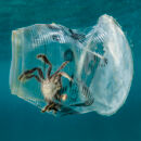 eine tote Krabbe schwimmt in einem Plastikbecher im Meer