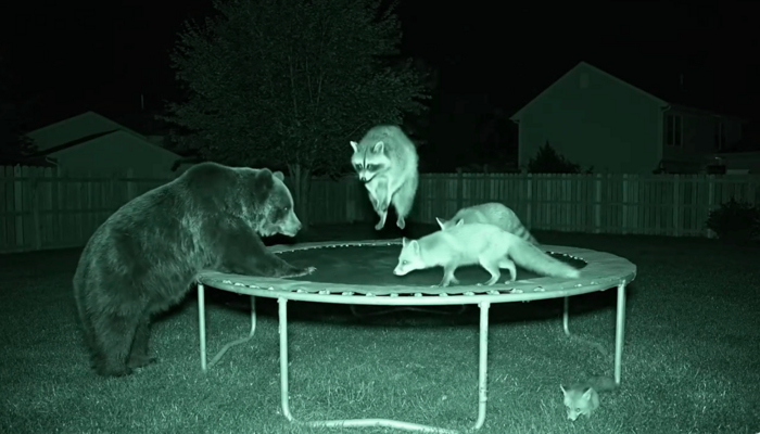 KI generiertes Bild, das ein Standfoto einer Nachtbildkamera zeigt, auf dem ein Bär, zwei Füchse und zwei Waschbären zu sehen sind, die mit einem Trampolin spielen.