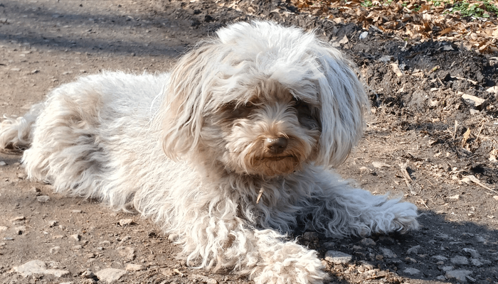 Lesehund Wandsbek