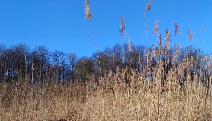 Wiese aud hohem, trockenen Gras mit blauem Himmel