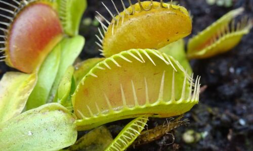 Fleischfressende Pflanze