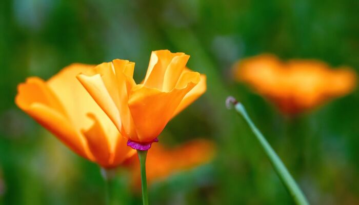 Blumen