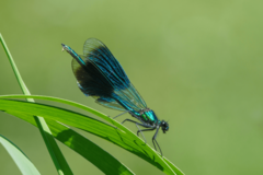 Foto von einer Libelle (die Gebänderte Prachtlibelle)