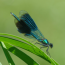 Bild der Prachtlibelle auf einem Grashalm