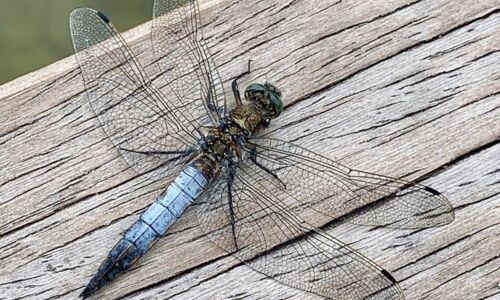 Libelle auf Holz