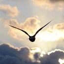Vogel fliegt in die Wolken am Himmel