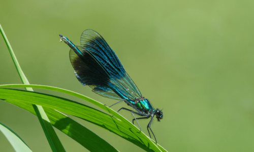 Foto von einer Libelle (die Gebänderte Prachtlibelle)
