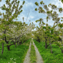 Wiese mit blühenden Obstbäumen und Feldweg