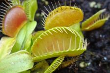 Fleischfressende Pflanze