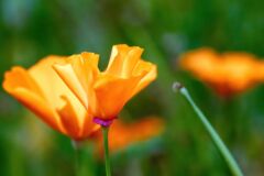 Blumen