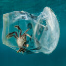 gefangene Krabbe in einem schwimmenden Plastikbecher