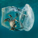 gefangene Krabbe in einem schwimmenden Plastikbecher