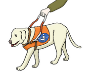 Blindenführhund