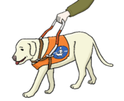 Blindenführhund