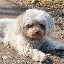 Lesehund Wandsbek