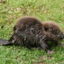 Ein Biber sitzt auf einer grünen Wiese.