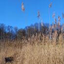 Wiese aud hohem, trockenen Gras mit blauem Himmel