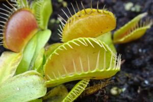 Fleischfressende Pflanze