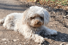Lesehund Wandsbek