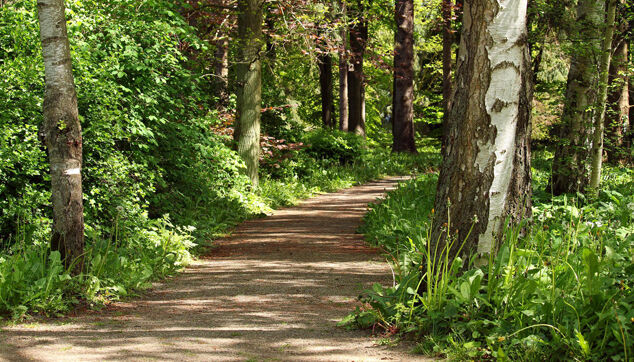 Wald Niendorfer Gehege