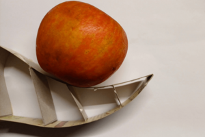 Apfel auf Modell einer Flosse