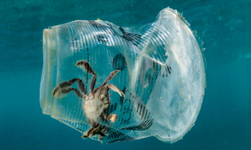 eine tote Krabbe schwimmt in einem Plastikbecher im Meer