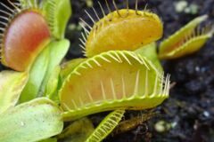 Fleischfressende Pflanze