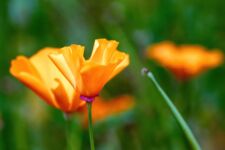 Blumen